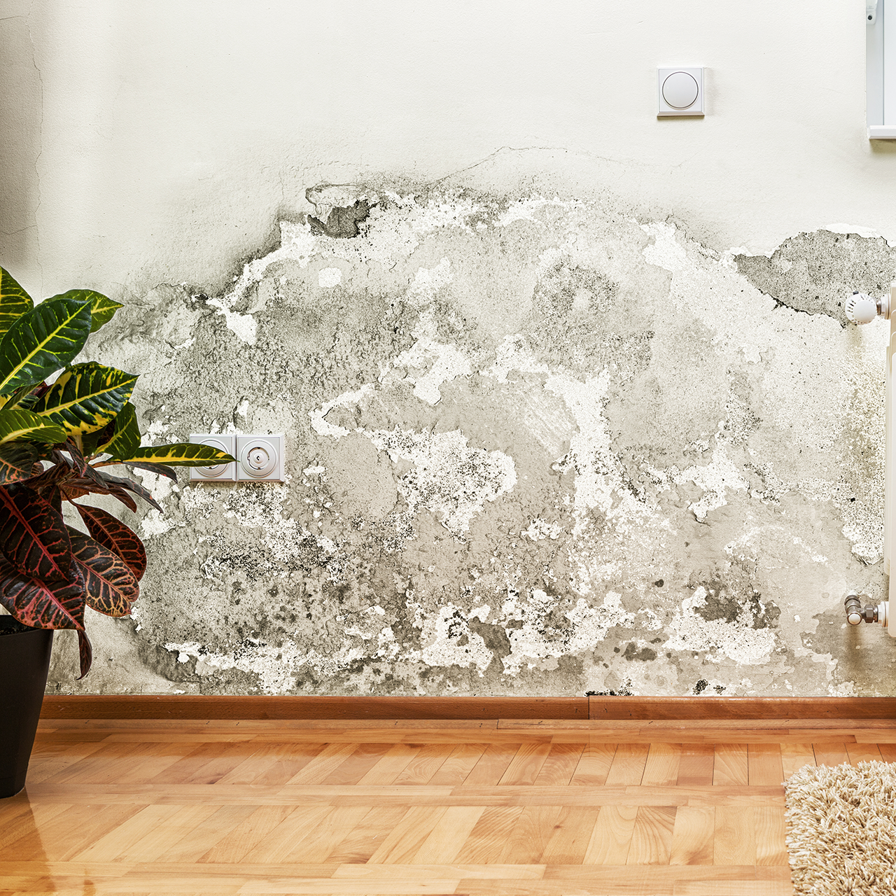 Mold remediation service link